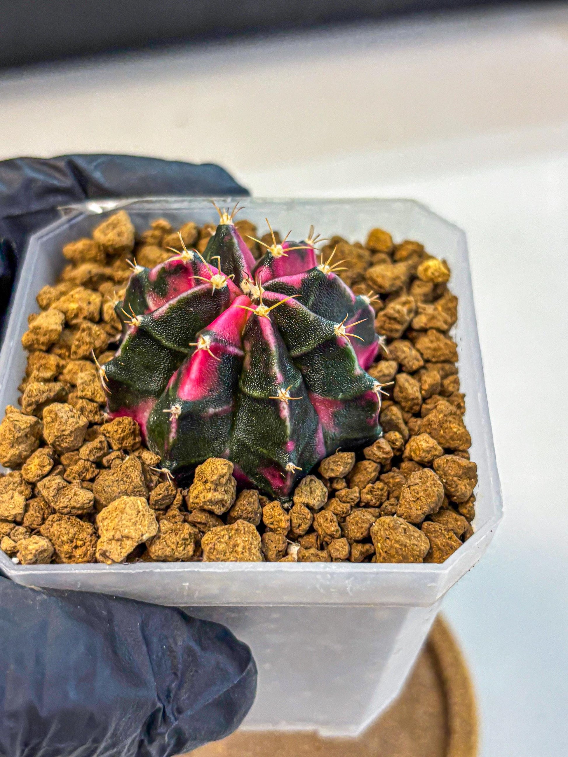 Gymnocalycium Pink Panther (gy19) (03) | Collectable Plant