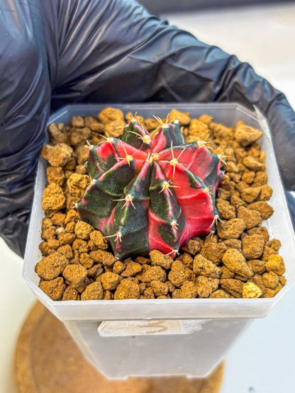 Gymnocalycium Pink Panther (gy19) (03) | Collectable Plant