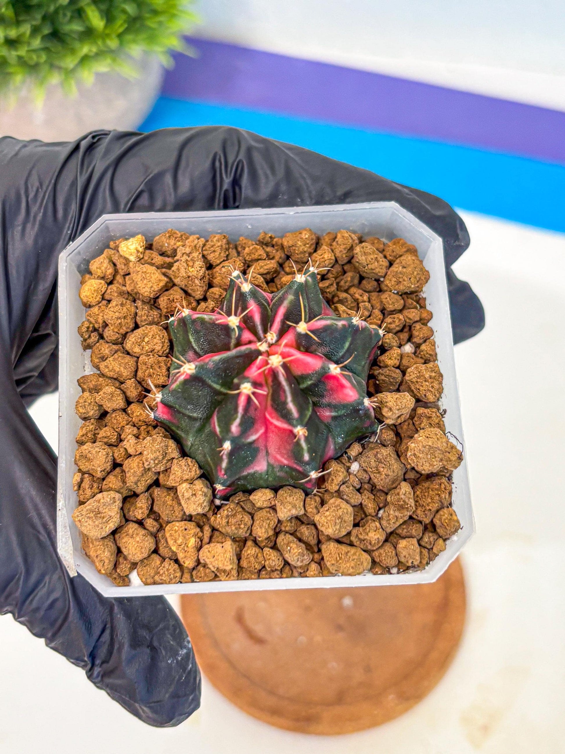 Gymnocalycium Pink Panther (gy19) (03) | Collectable Plant