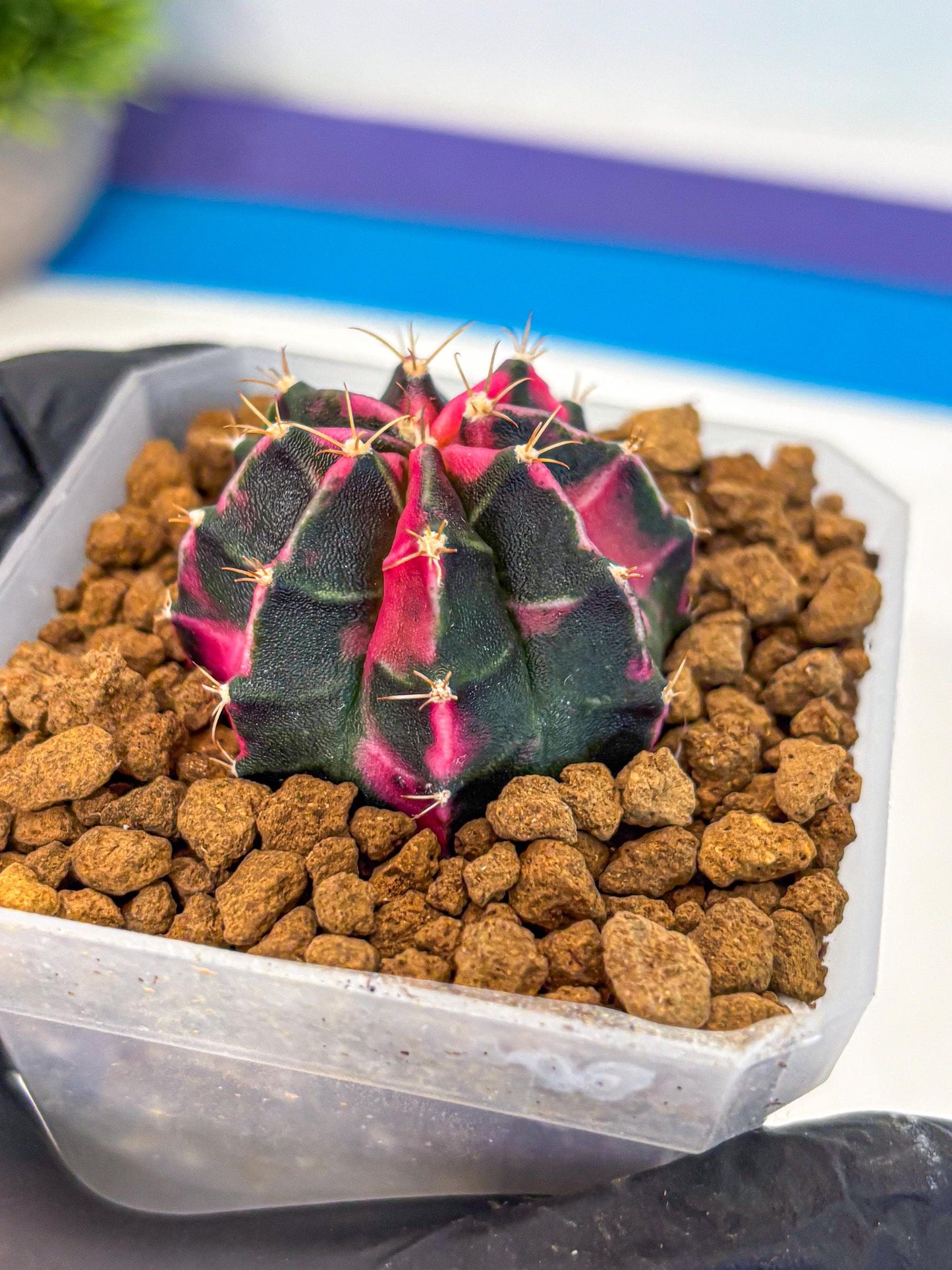 Gymnocalycium Pink Panther (gy19) (03) | Collectable Plant