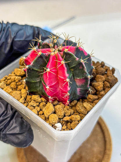 Gymnocalycium Pink Panther (gy19) (04) | Collectable Plant