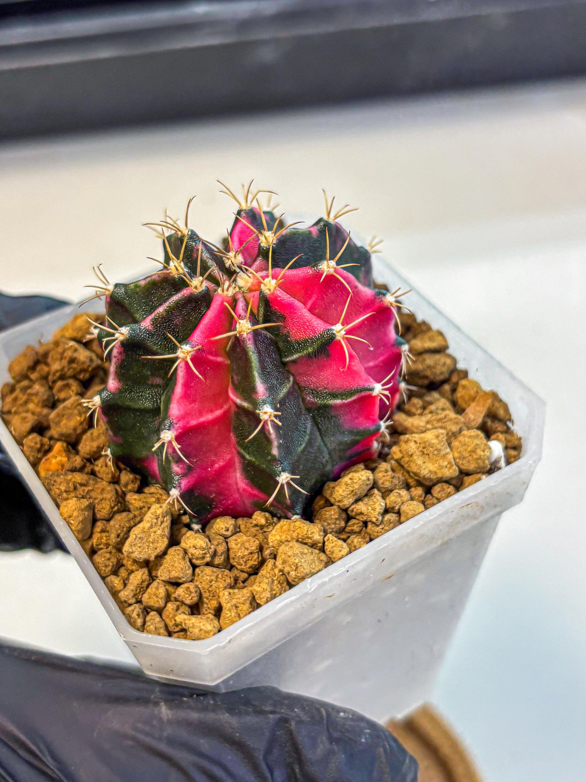 Gymnocalycium Pink Panther (gy19) (04) | Collectable Plant