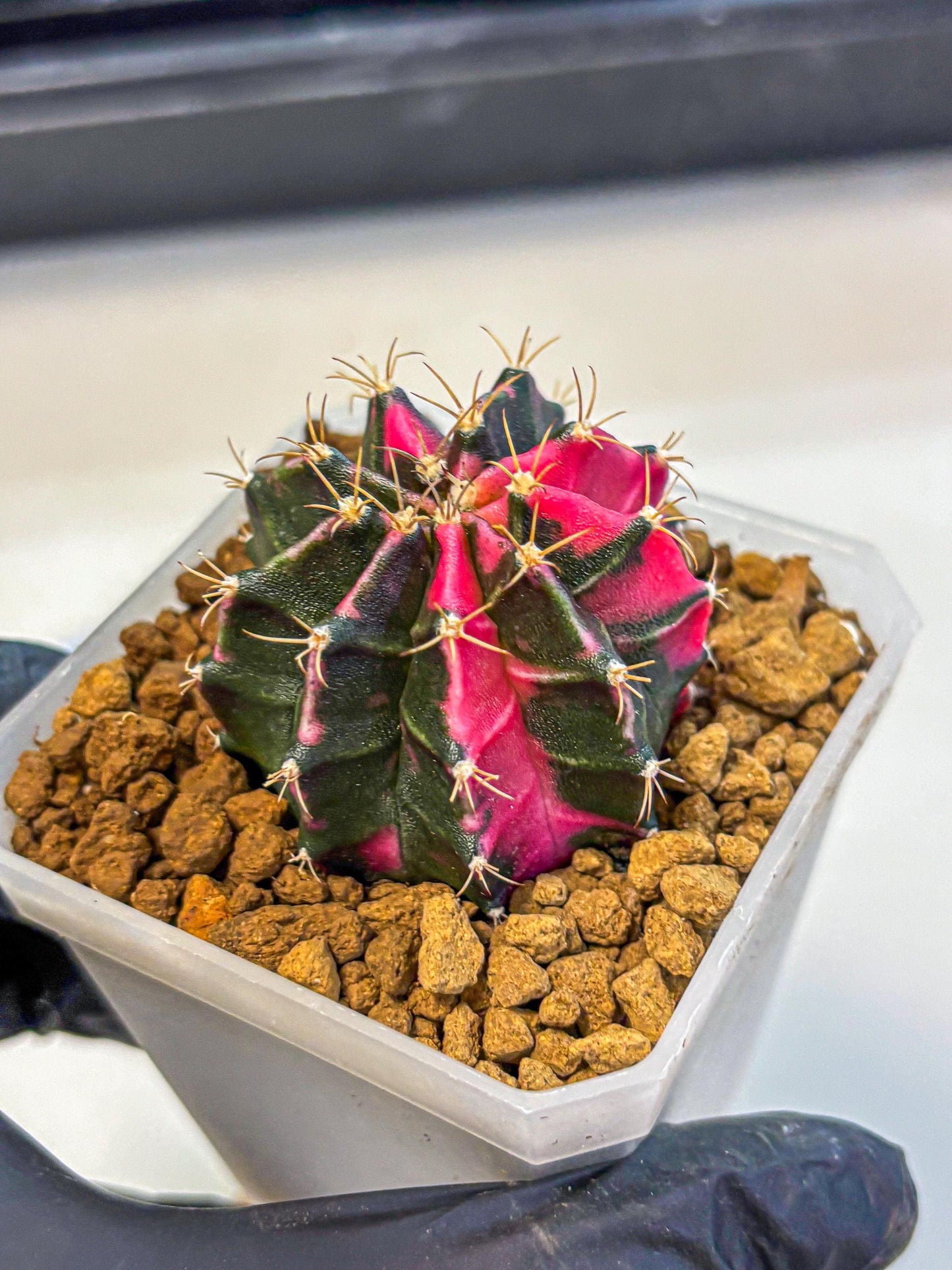 Gymnocalycium Pink Panther (gy19) (04) | Collectable Plant