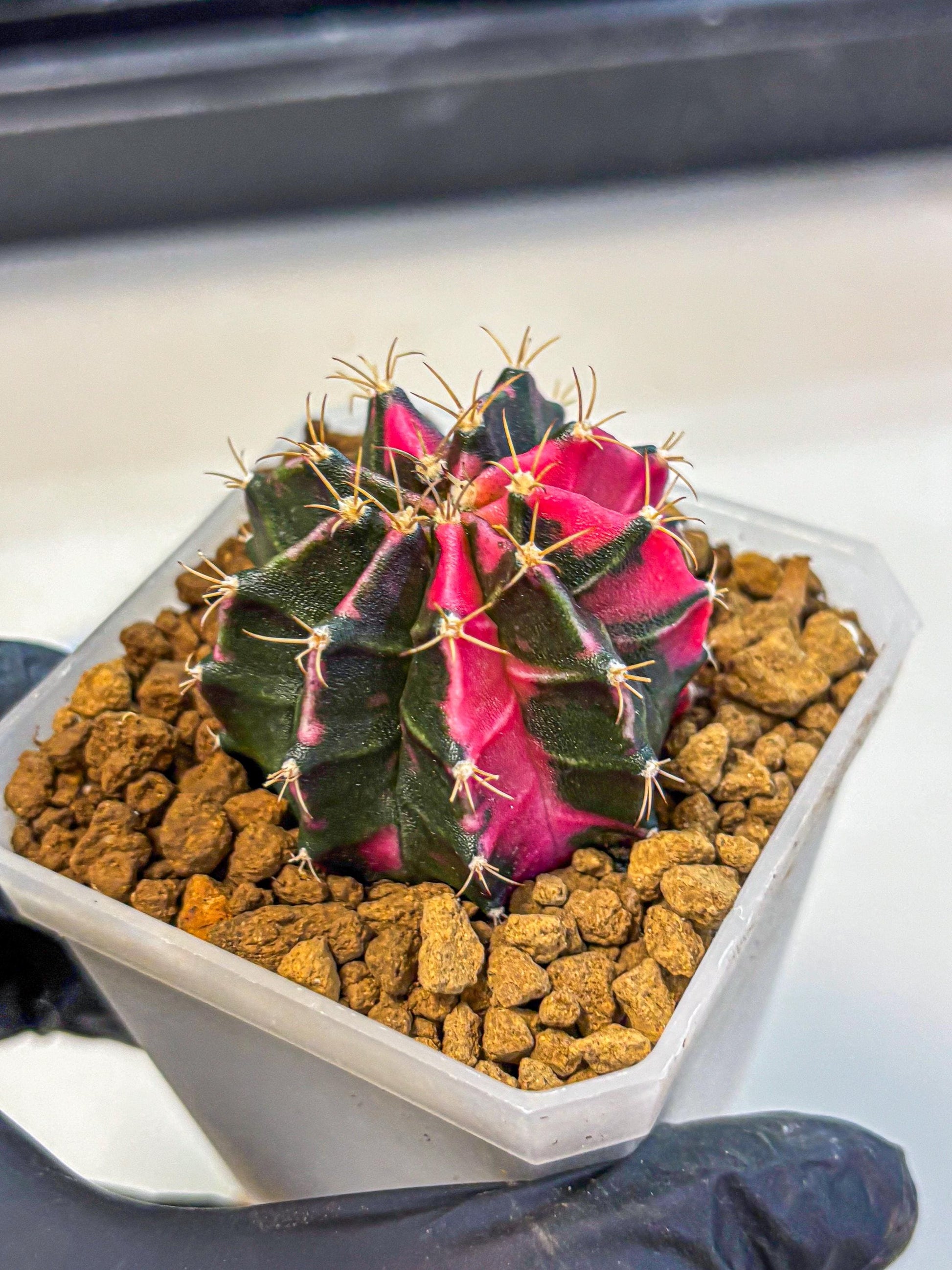 Gymnocalycium Pink Panther (gy19) (04) | Collectable Plant