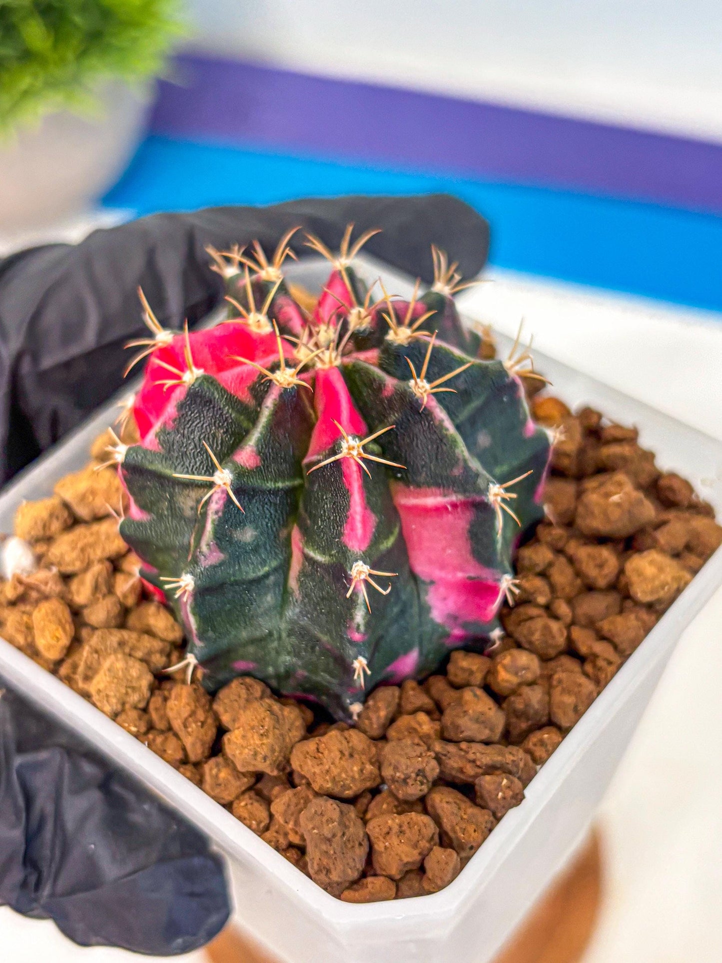 Gymnocalycium Pink Panther (gy19) (04) | Collectable Plant