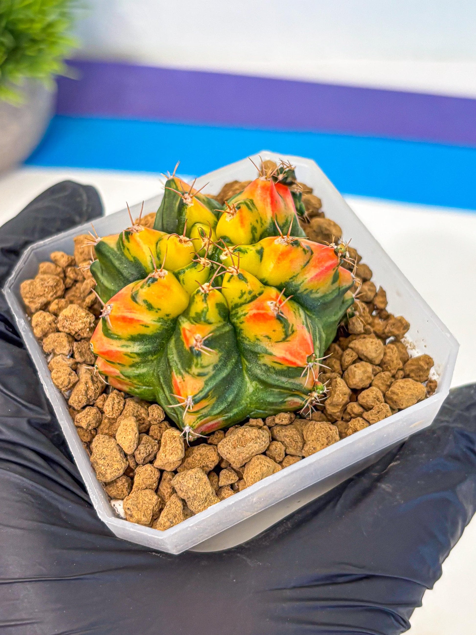 Gymnocalycium T31115 (gy19) (05) | Collectable Plant