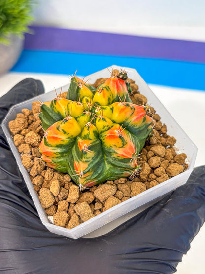 Gymnocalycium T31115 (gy19) (05) | Collectable Plant