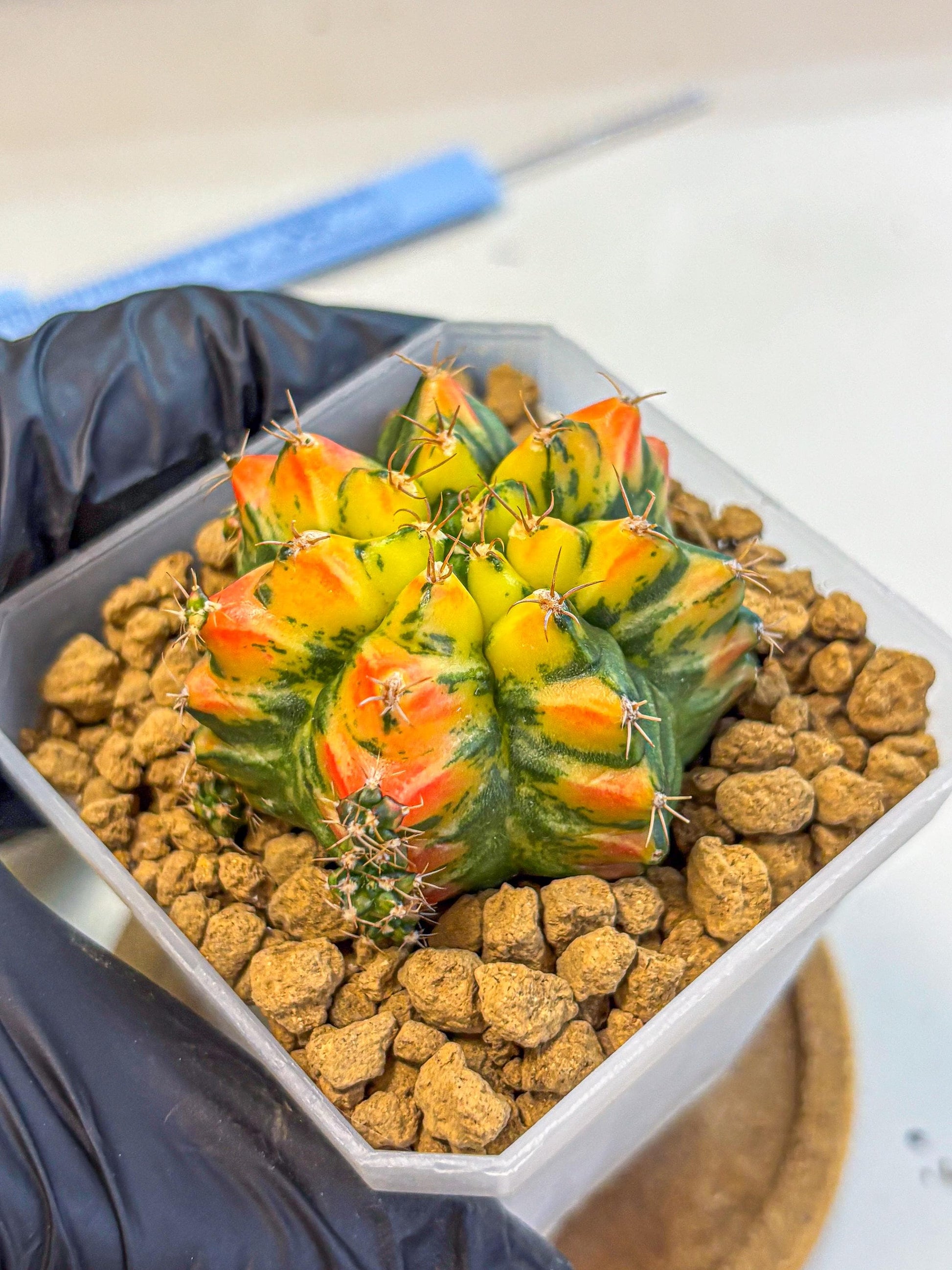 Gymnocalycium T31115 (gy19) (05) | Collectable Plant