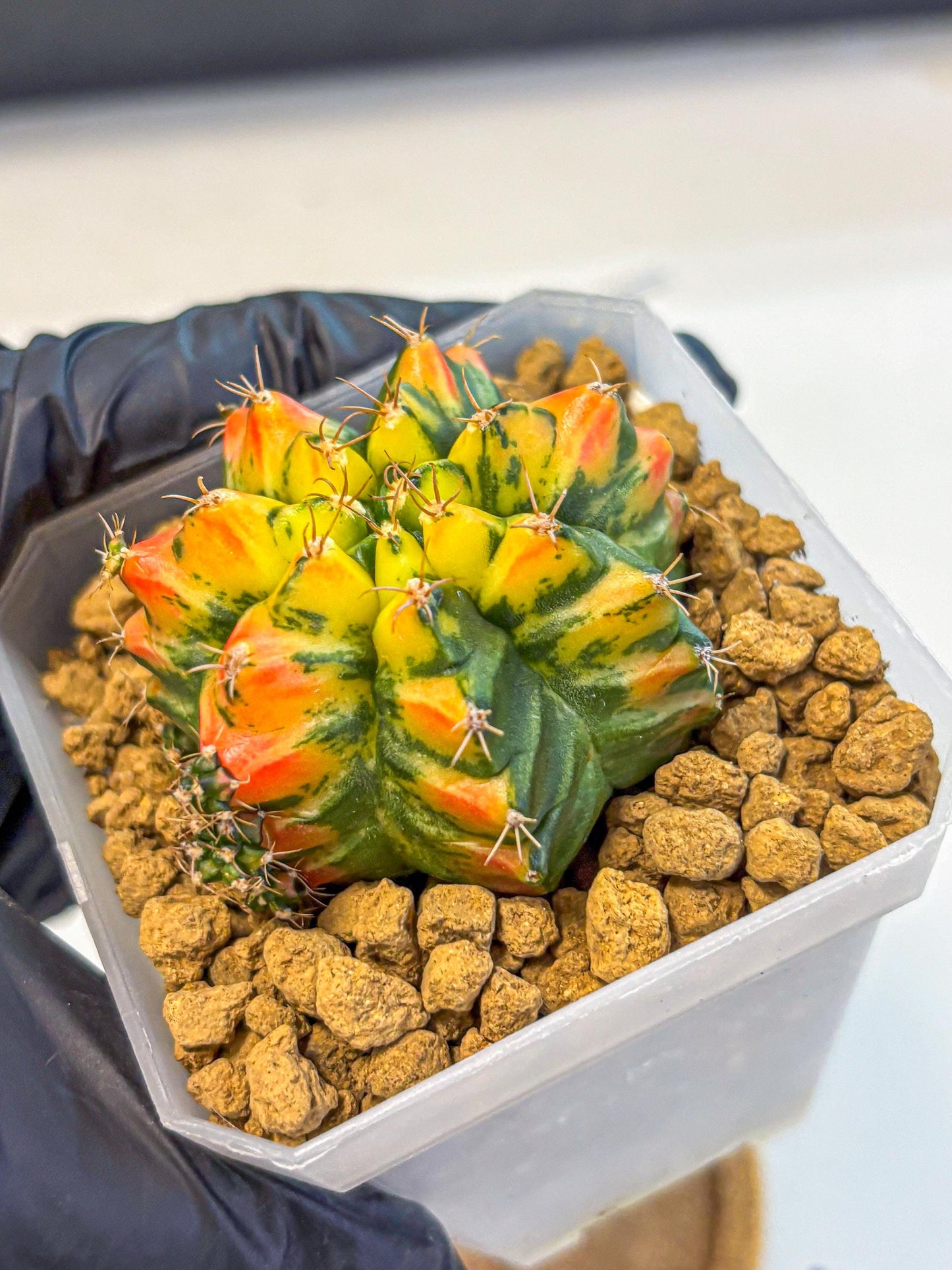 Gymnocalycium T31115 (gy19) (05) | Collectable Plant