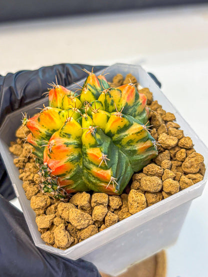 Gymnocalycium T31115 (gy19) (05) | Collectable Plant