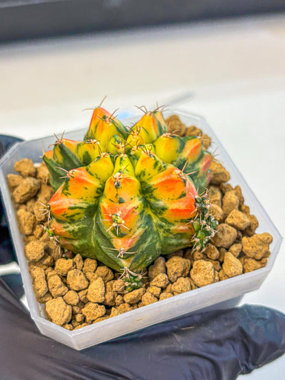 Gymnocalycium T31115 (gy19) (05) | Collectable Plant