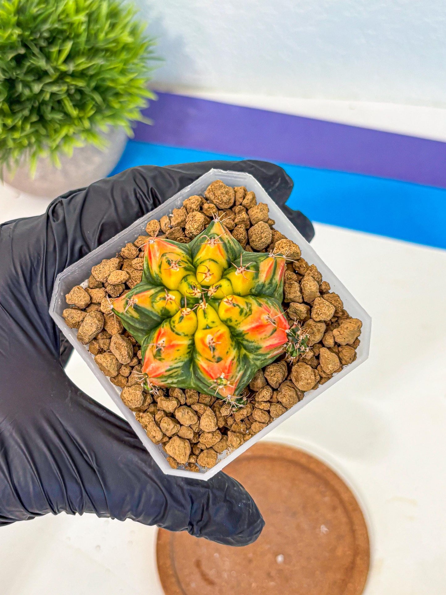 Gymnocalycium T31115 (gy19) (05) | Collectable Plant