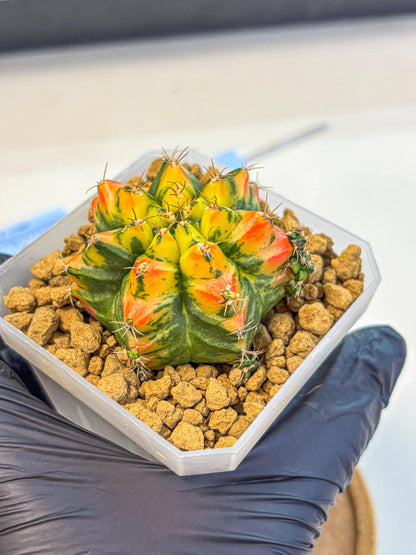 Gymnocalycium T31115 (gy19) (05) | Collectable Plant