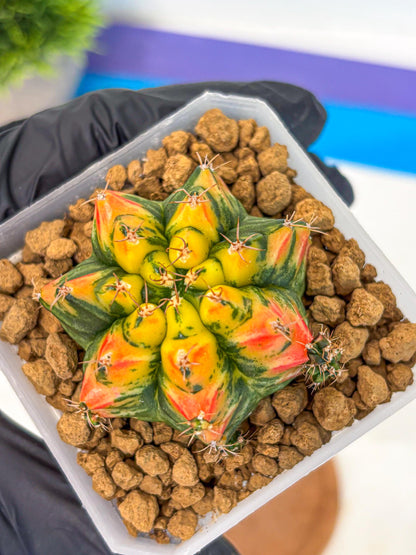 Gymnocalycium T31115 (gy19) (05) | Collectable Plant