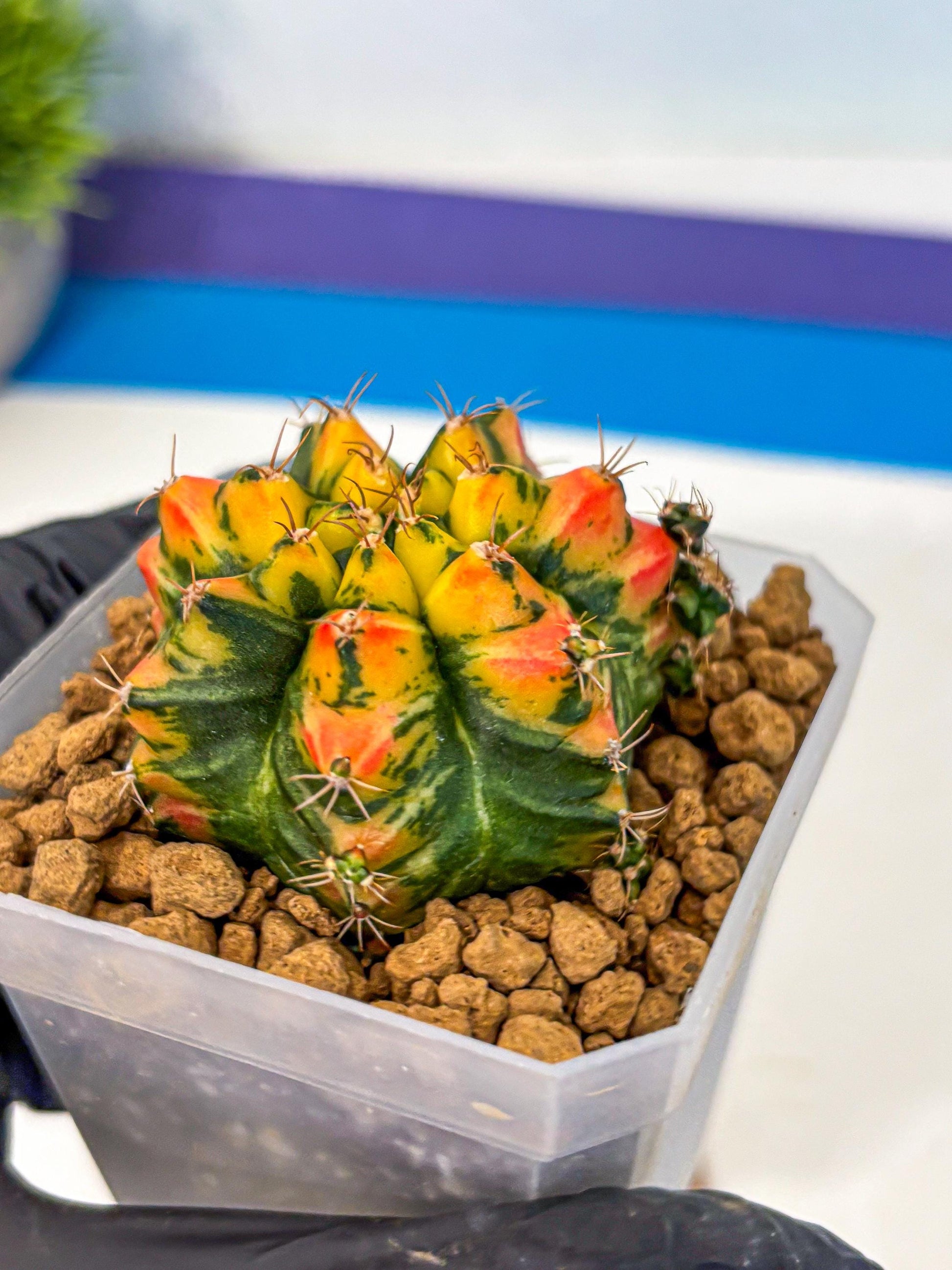 Gymnocalycium T31115 (gy19) (05) | Collectable Plant