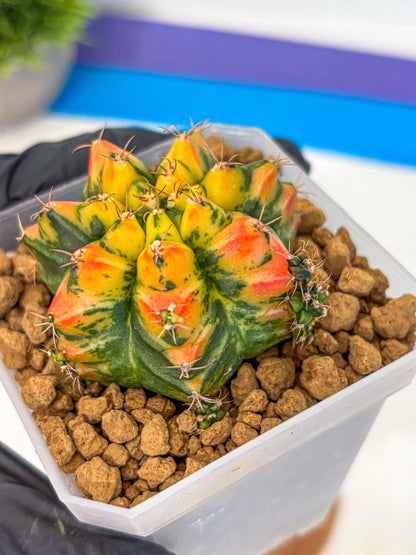 Gymnocalycium T31115 (gy19) (05) | Collectable Plant