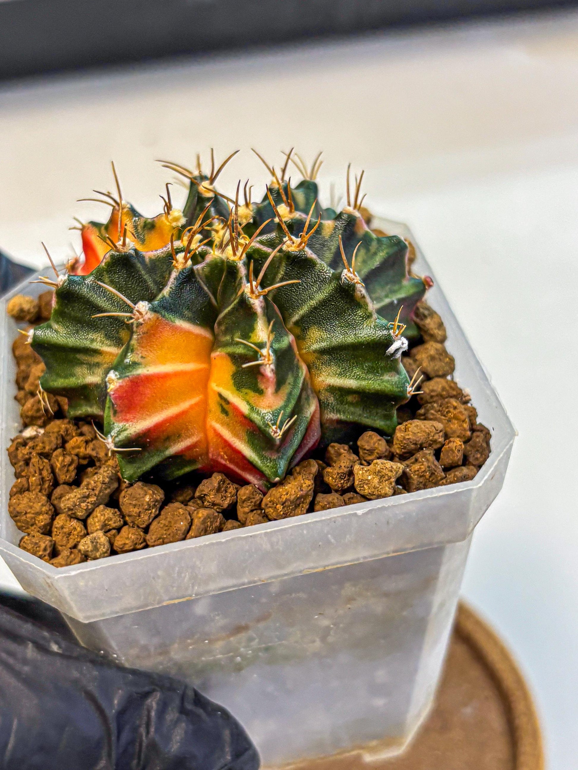 Gymnocalycium Orose (gy19) (07) | Collectable Plant