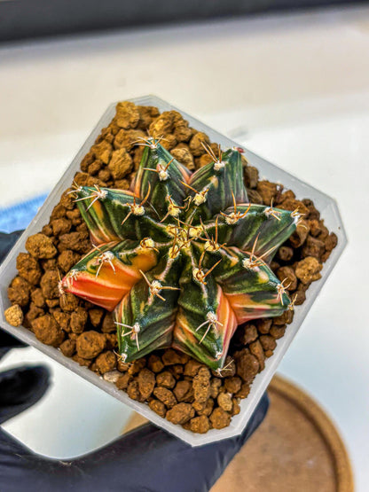 Gymnocalycium Orose (gy19) (07) | Collectable Plant