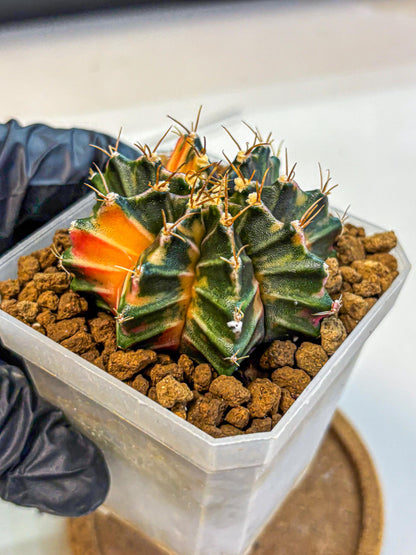 Gymnocalycium Orose (gy19) (07) | Collectable Plant