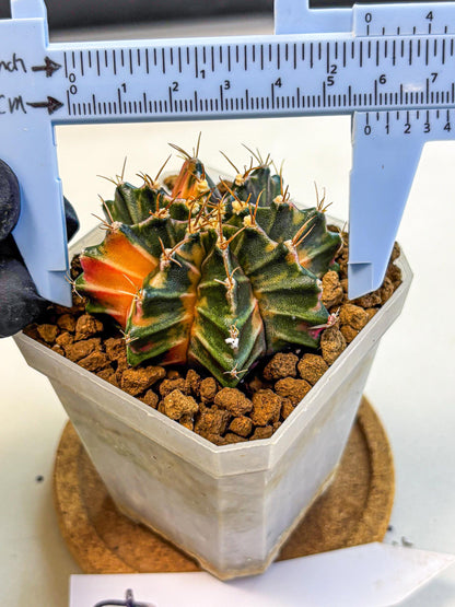 Gymnocalycium Orose (gy19) (07) | Collectable Plant