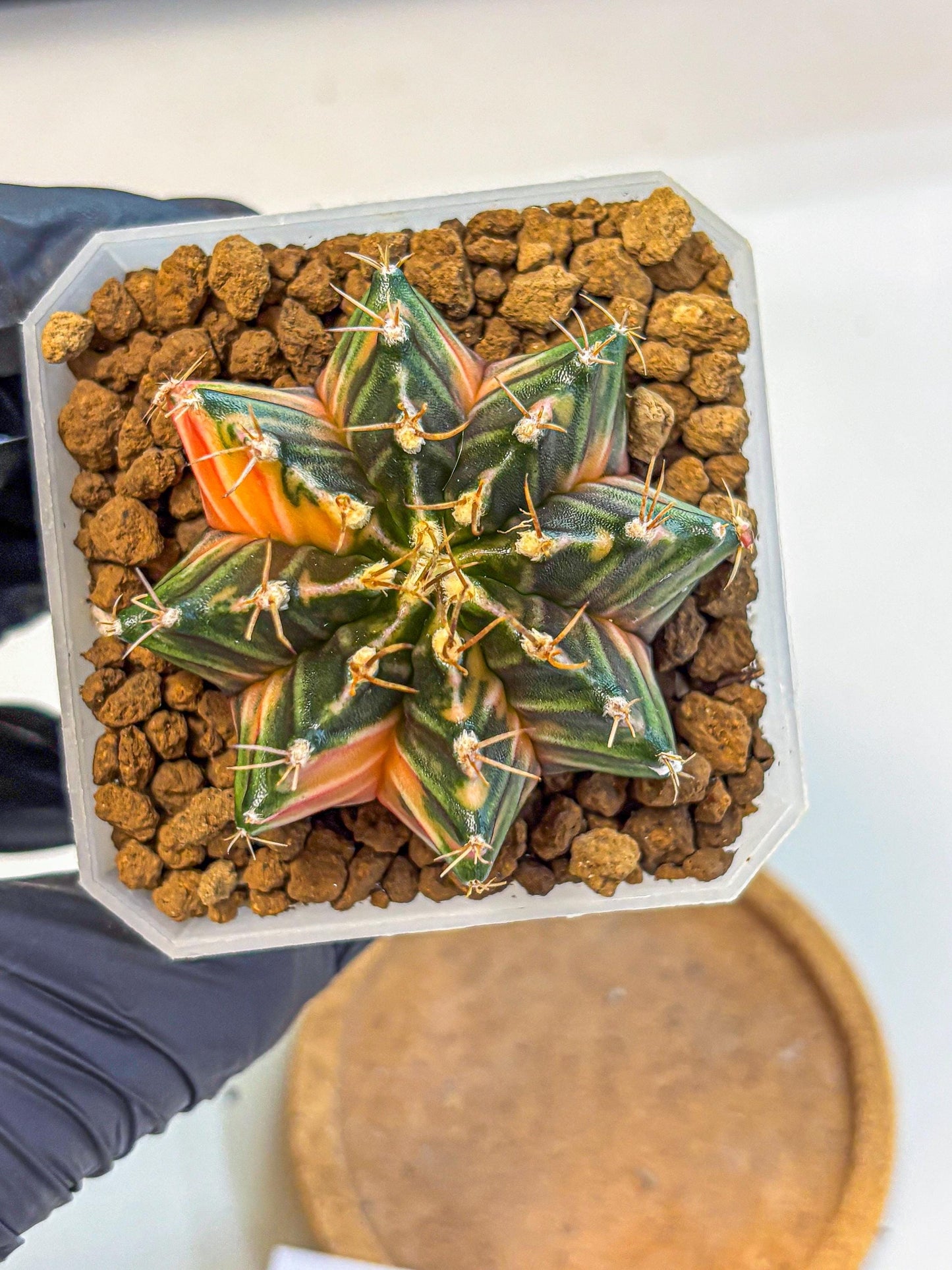 Gymnocalycium Orose (gy19) (07) | Collectable Plant