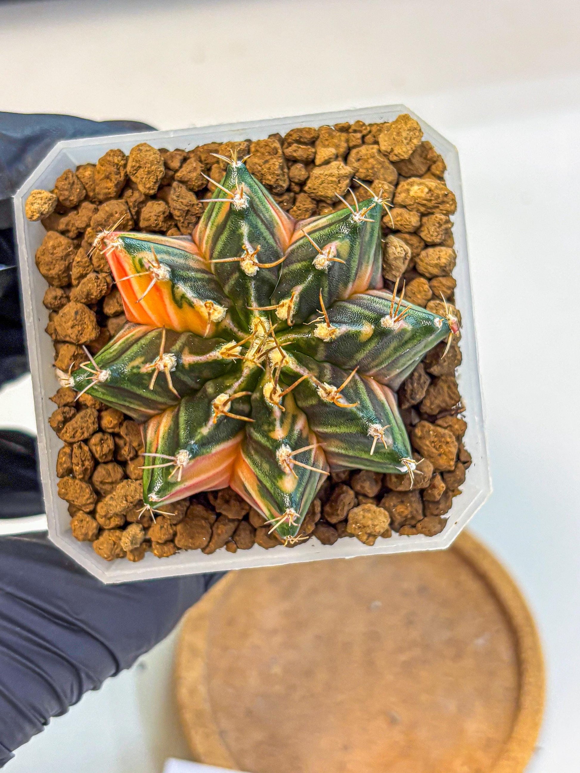 Gymnocalycium Orose (gy19) (07) | Collectable Plant