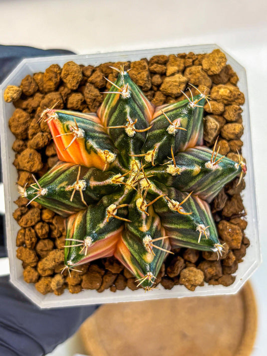 Gymnocalycium Orose (gy19) (07) | Collectable Plant