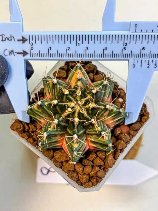 Gymnocalycium Orose (gy19) (08) | Collectable Plant
