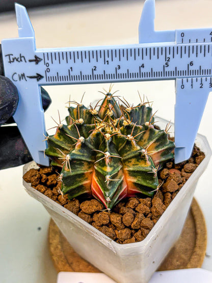 Gymnocalycium Orose (gy19) (08) | Collectable Plant