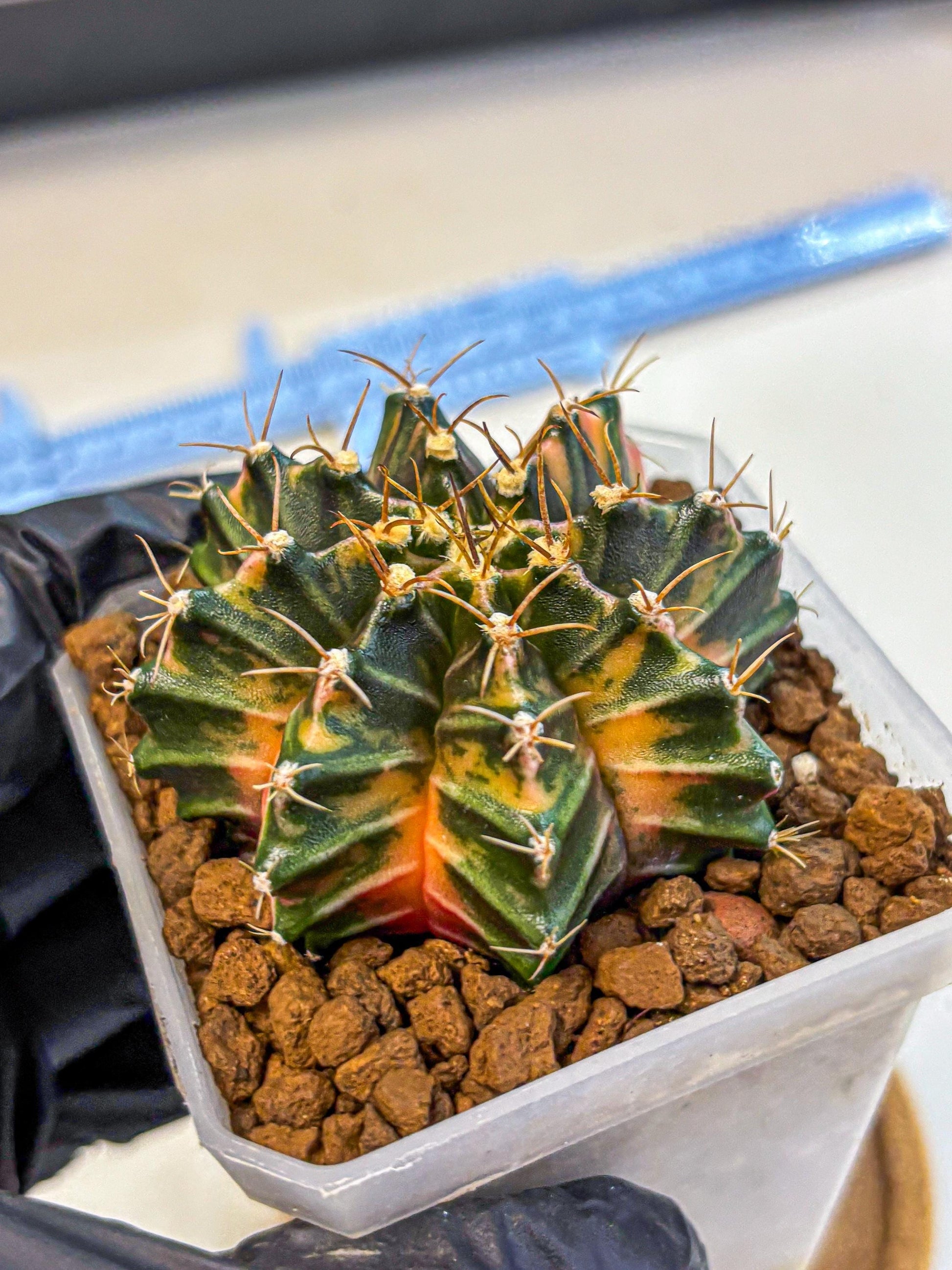 Gymnocalycium Orose (gy19) (08) | Collectable Plant