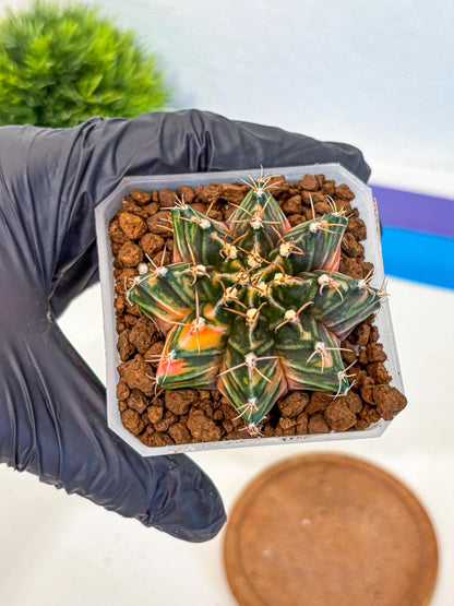 Gymnocalycium Orose (gy19) (08) | Collectable Plant