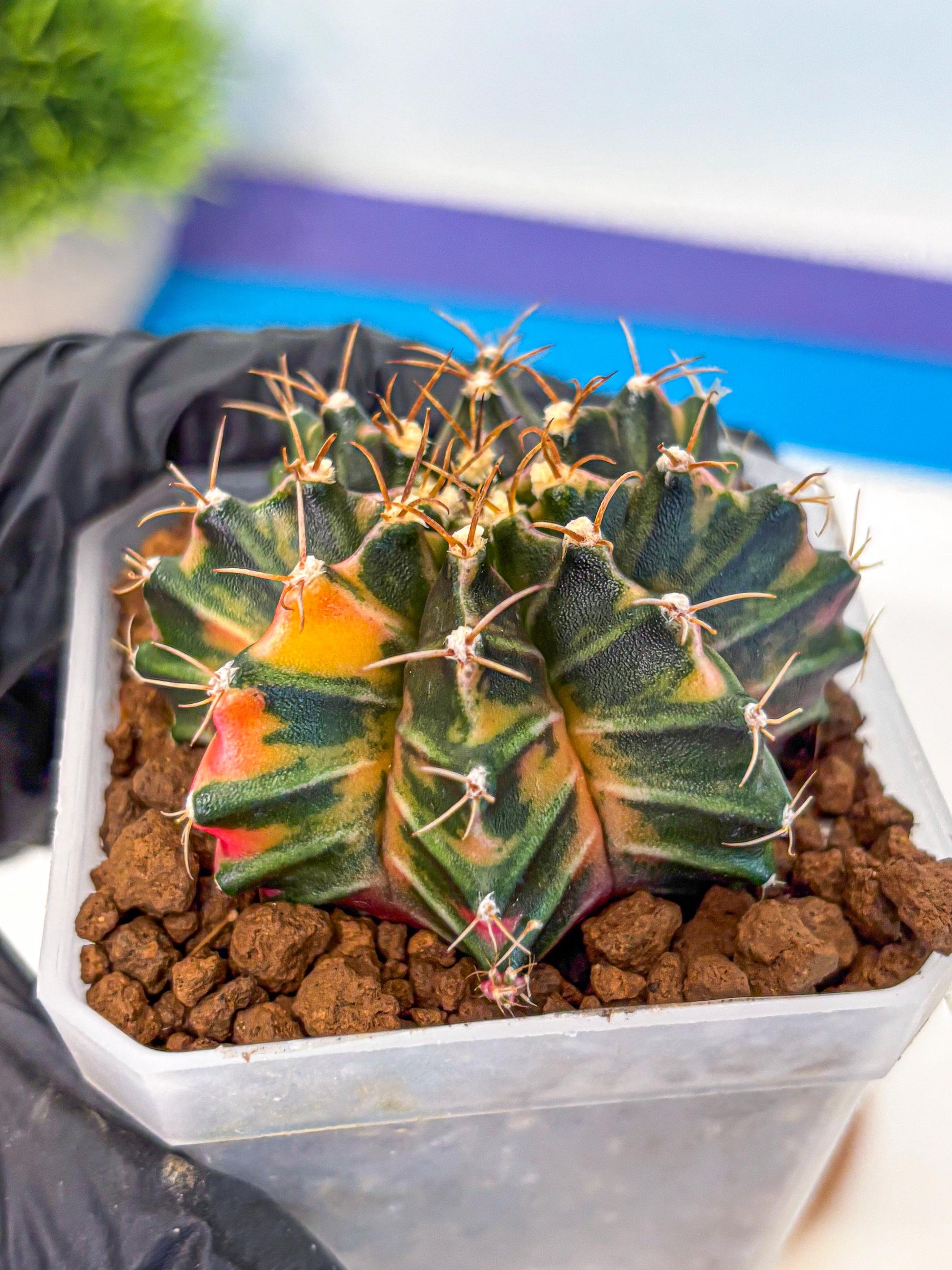 Gymnocalycium Orose (gy19) (08) | Collectable Plant