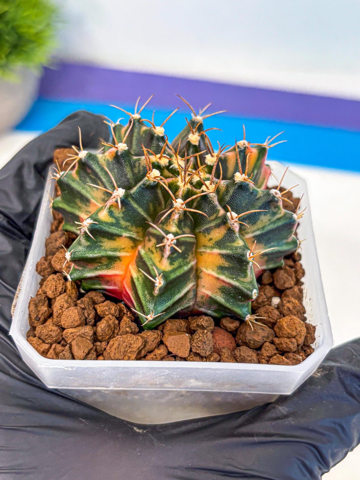 Gymnocalycium Orose (gy19) (08) | Collectable Plant