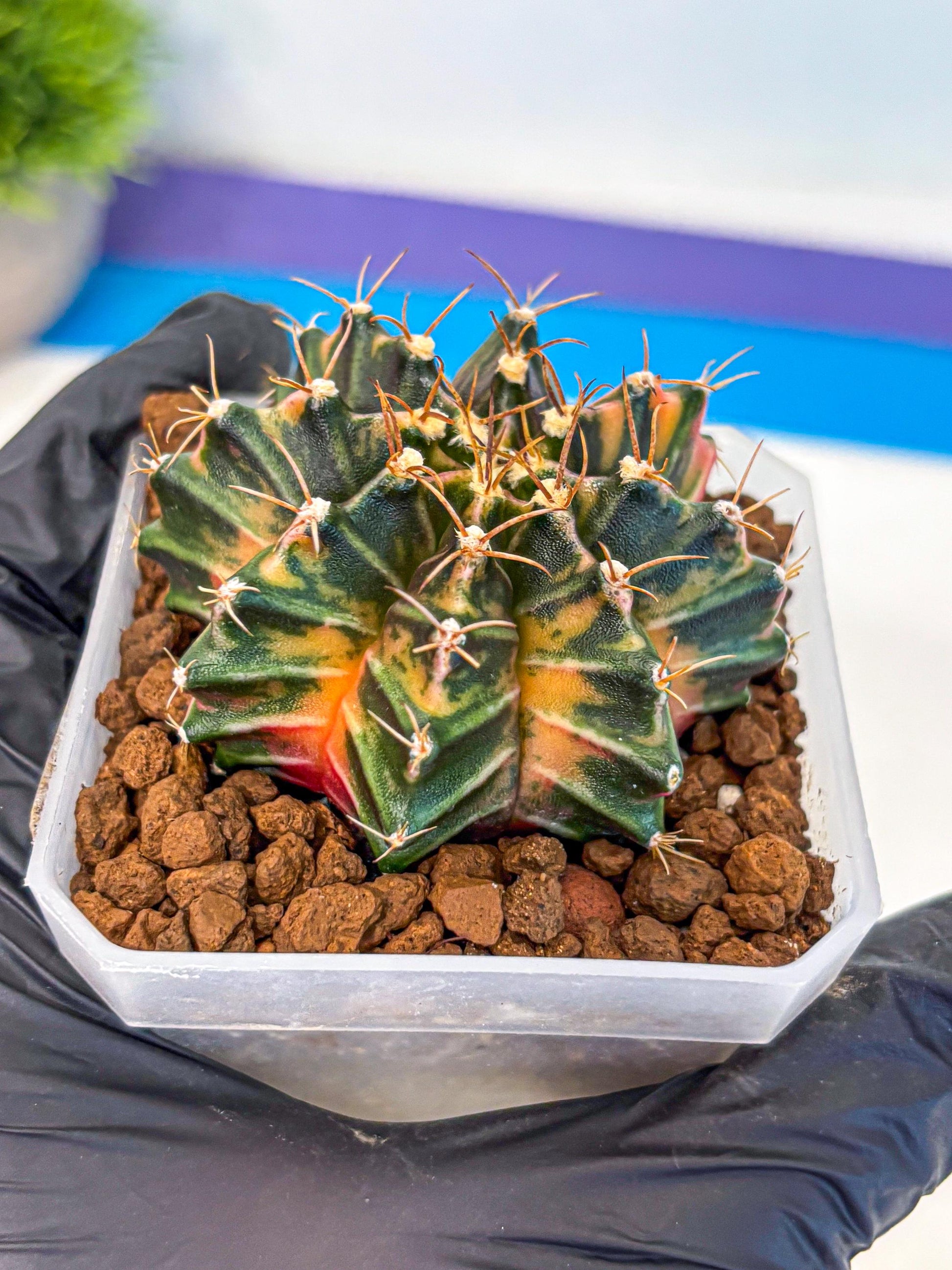 Gymnocalycium Orose (gy19) (08) | Collectable Plant