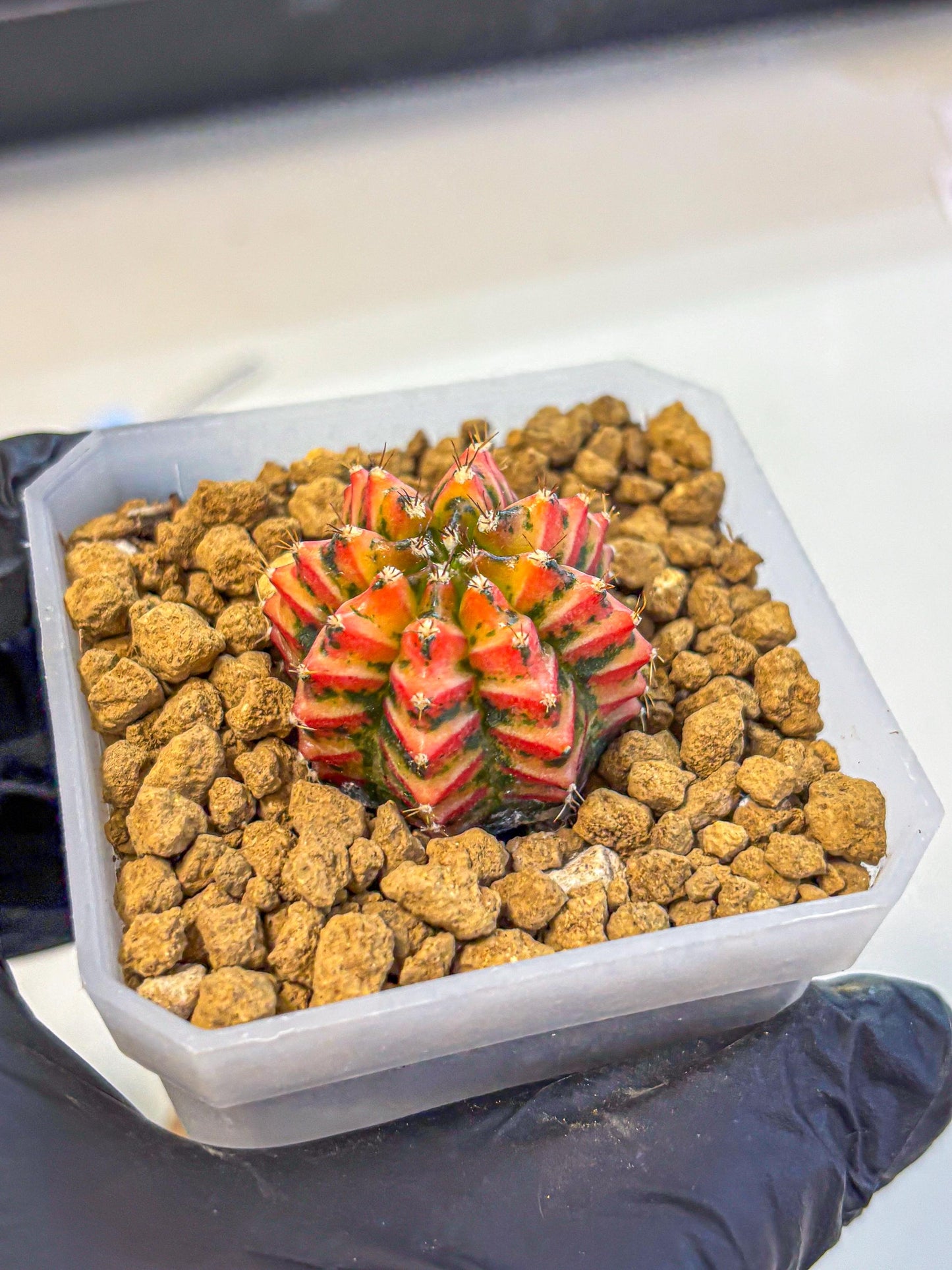 Gymnocalycium Vit.C (gy19) (12) | Collectable Plant