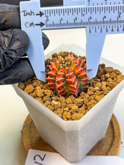 Gymnocalycium Vit.C (gy19) (12) | Collectable Plant