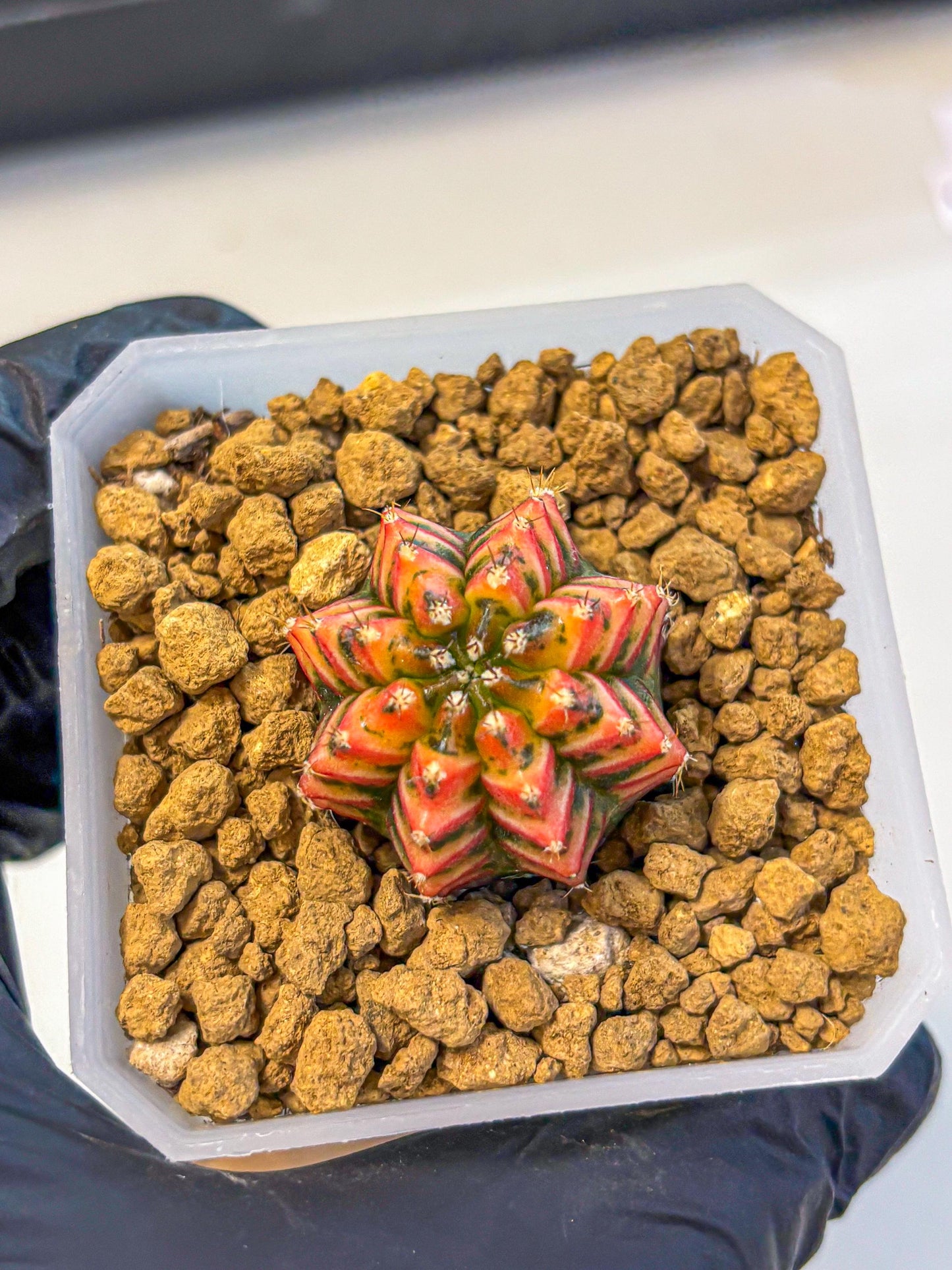 Gymnocalycium Vit.C (gy19) (12) | Collectable Plant