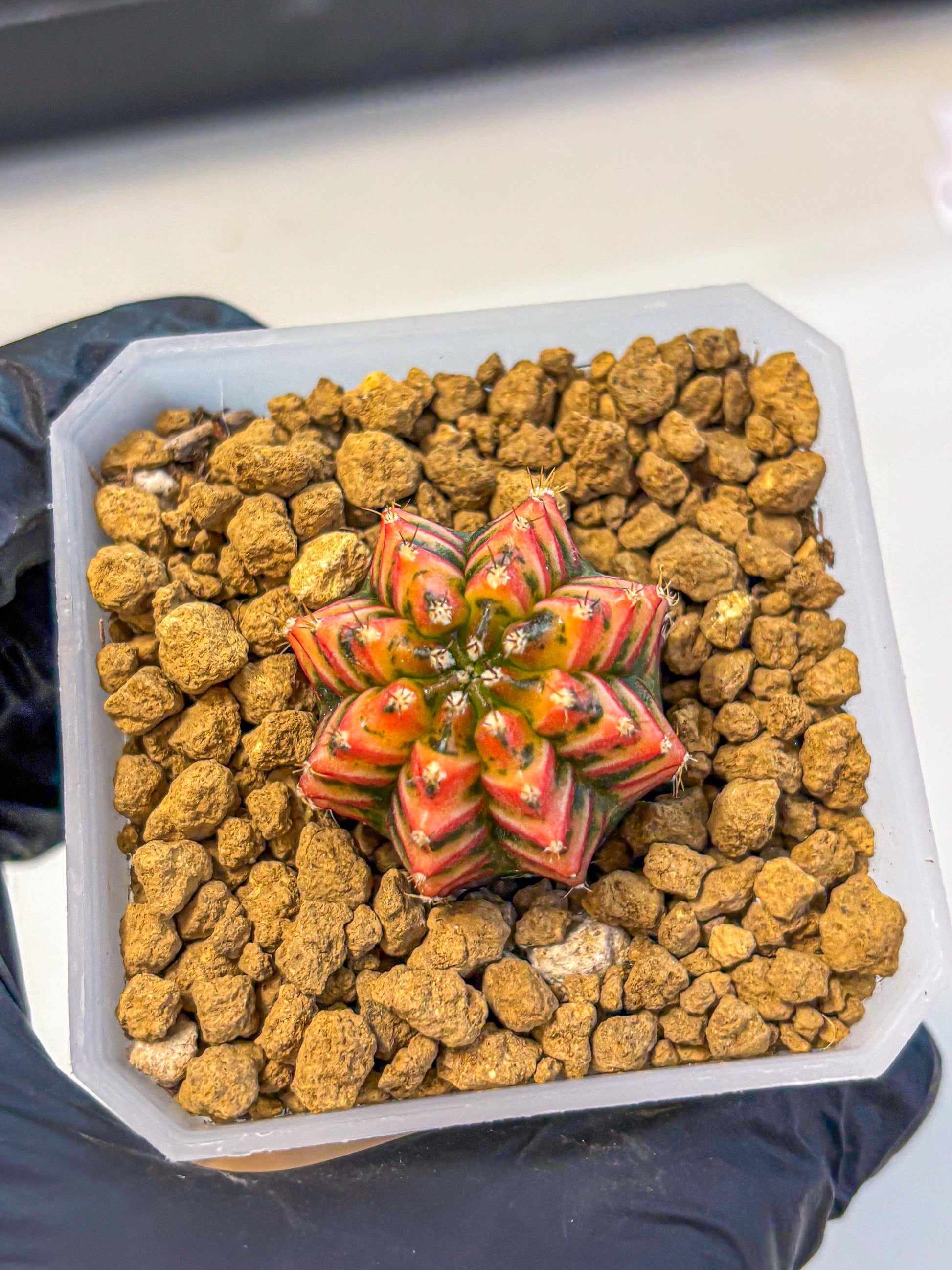 Gymnocalycium Vit.C (gy19) (12) | Collectable Plant