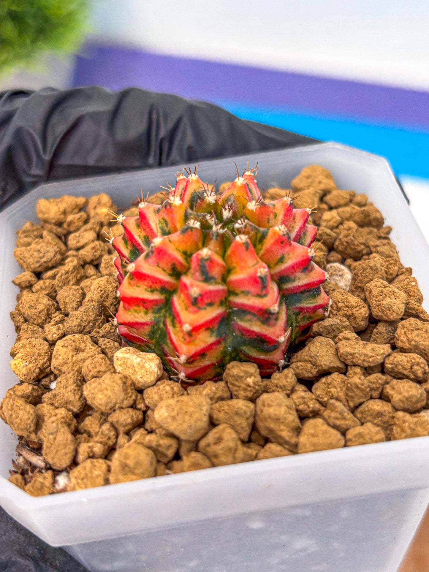 Gymnocalycium Vit.C (gy19) (12) | Collectable Plant