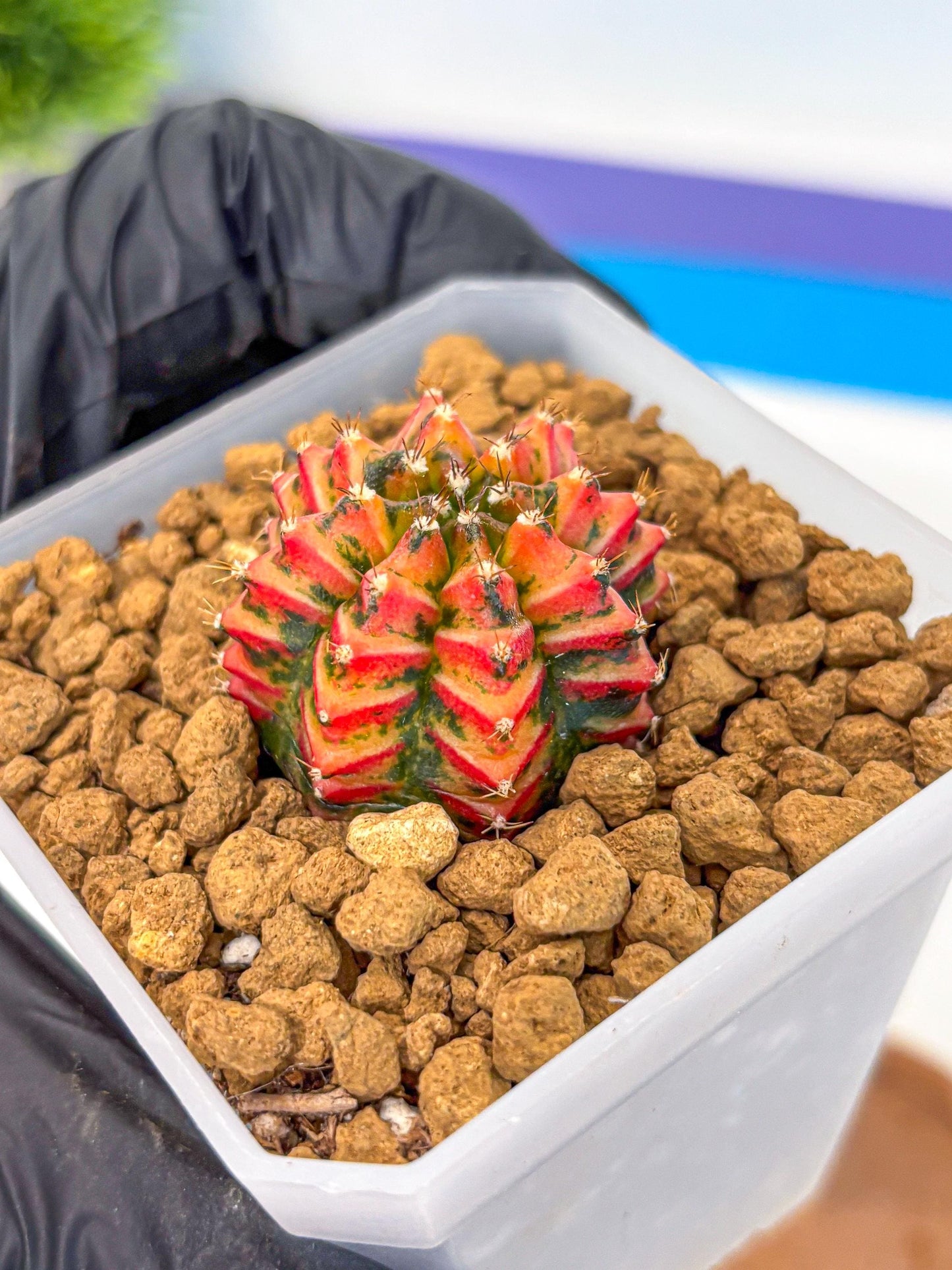 Gymnocalycium Vit.C (gy19) (12) | Collectable Plant