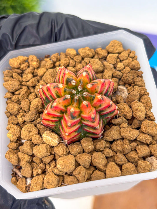 Gymnocalycium Vit.C (gy19) (12) | Collectable Plant