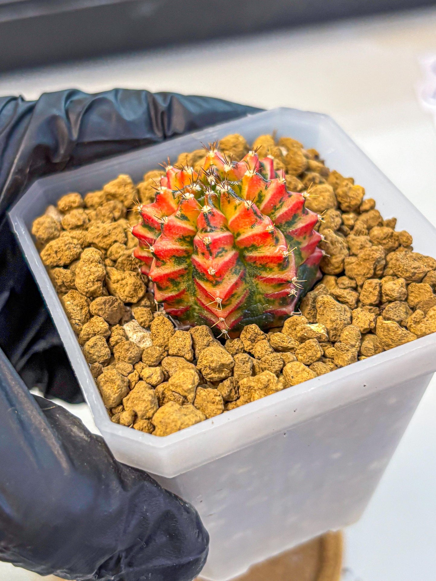 Gymnocalycium Vit.C (gy19) (12) | Collectable Plant