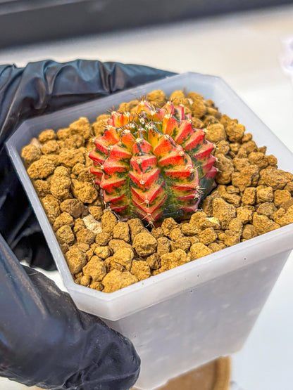 Gymnocalycium Vit.C (gy19) (12) | Collectable Plant