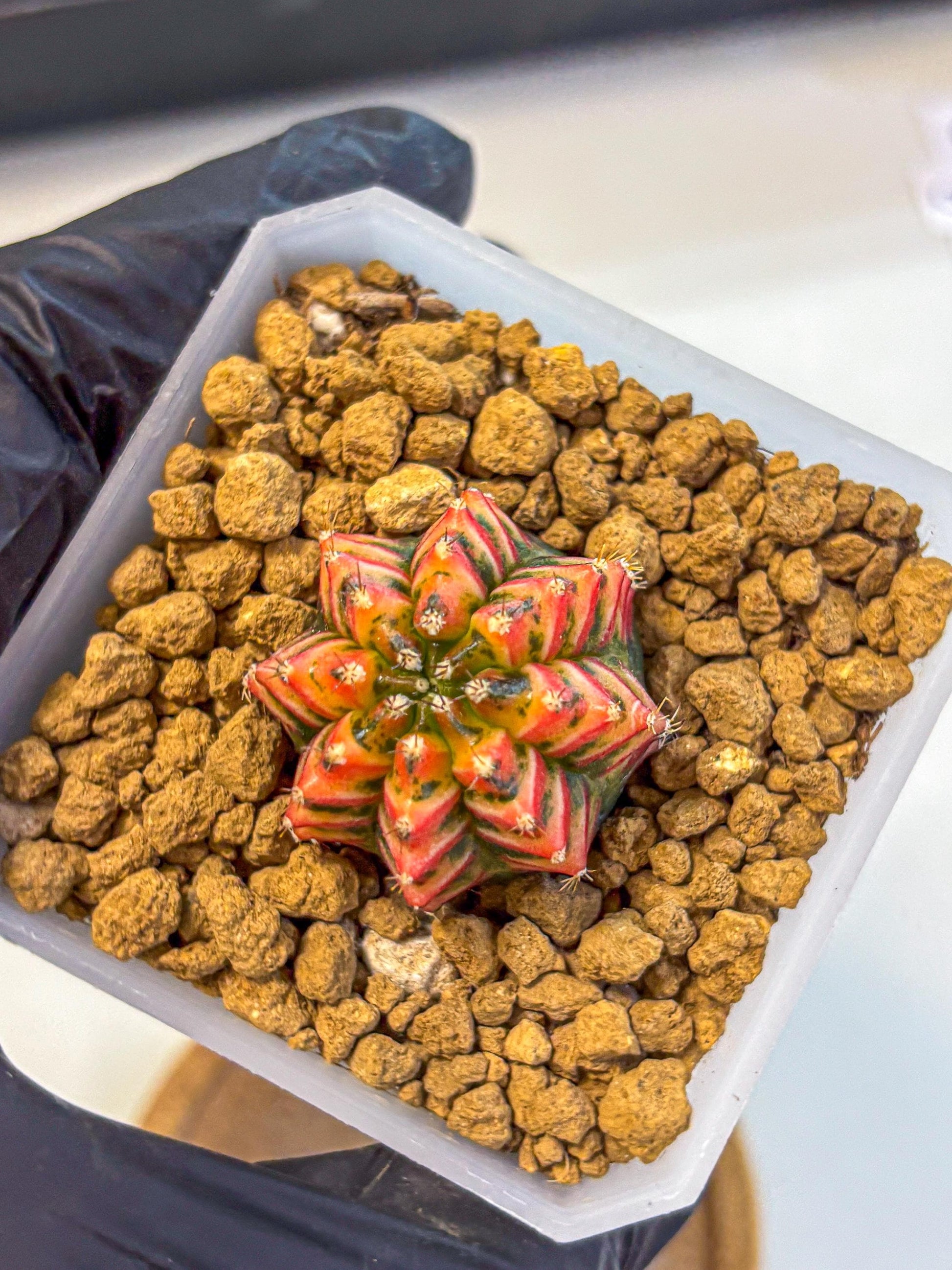 Gymnocalycium Vit.C (gy19) (12) | Collectable Plant
