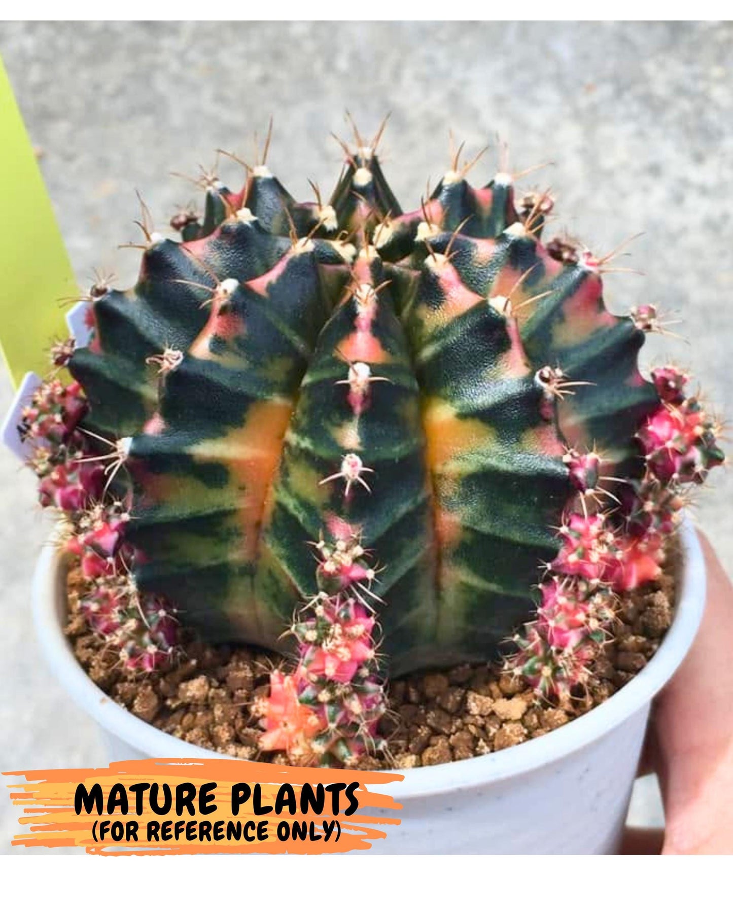 Gymnocalycium Orose (gy19) (07) | Collectable Plant
