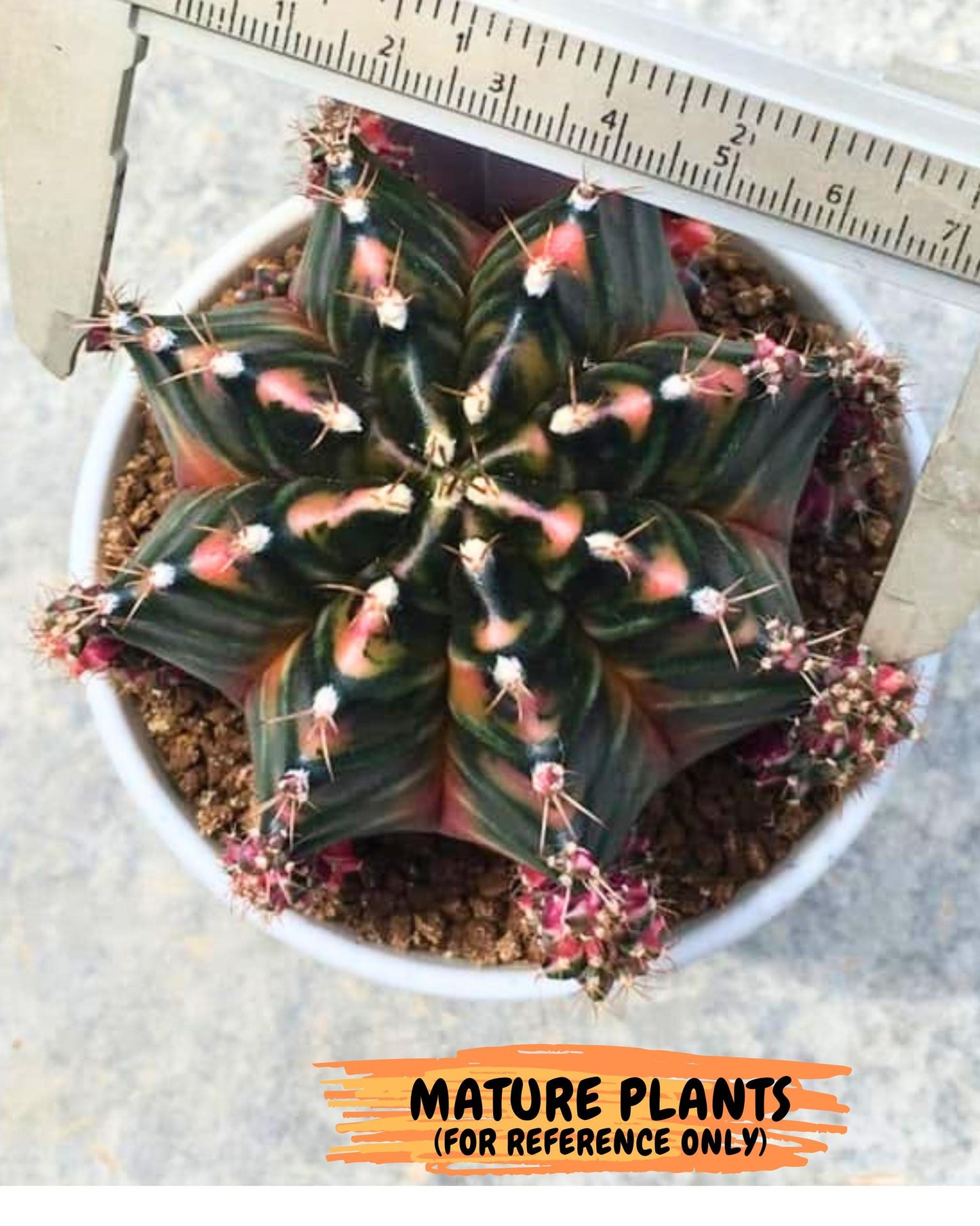 Gymnocalycium Orose (gy19) (08) | Collectable Plant