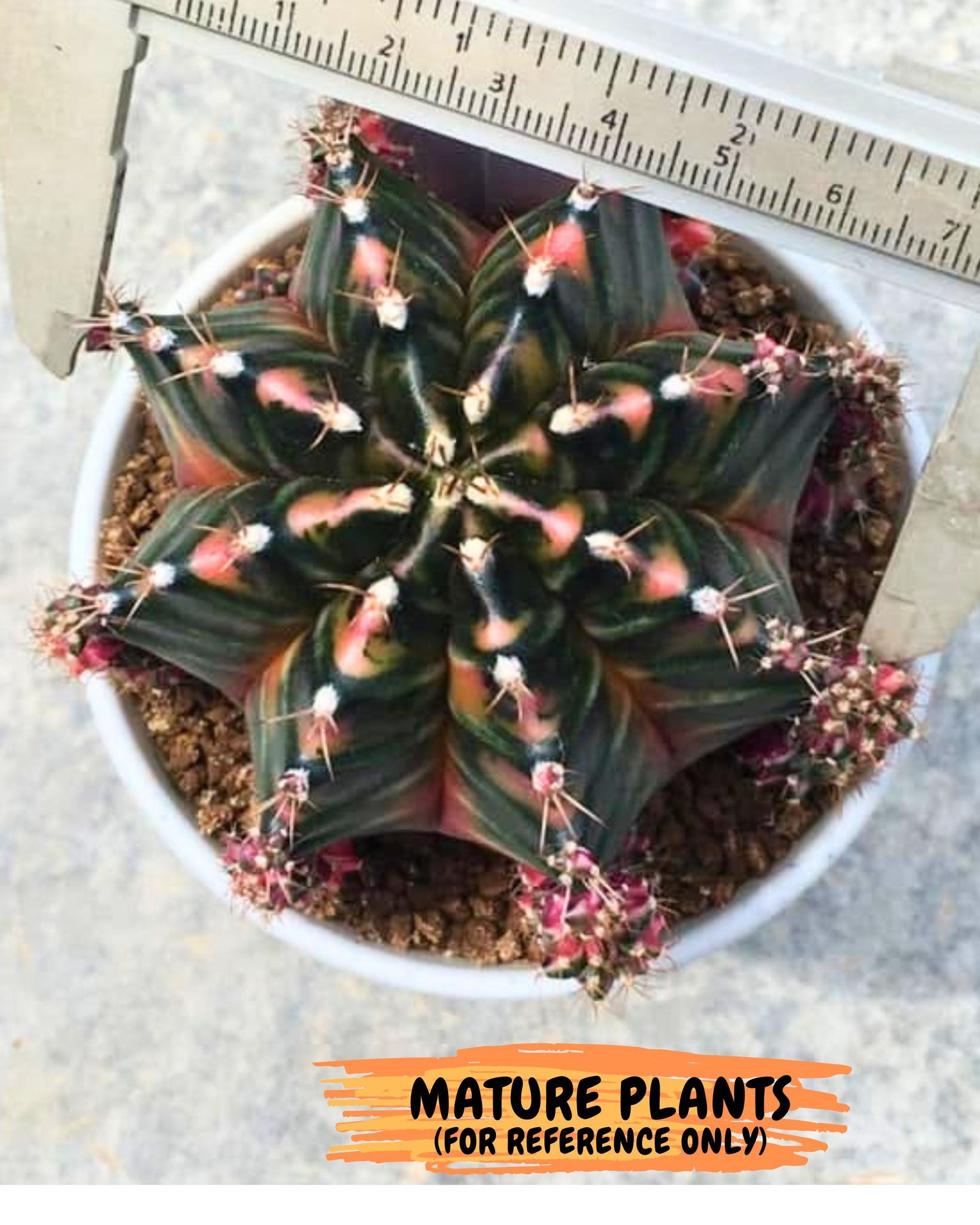Gymnocalycium Orose (gy19) (08) | Collectable Plant