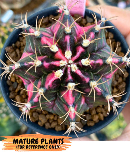 Gymnocalycium Pink Panther (gy19) (03) | Collectable Plant