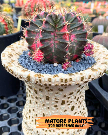 Gymnocalycium Pink Panther (gy19) (04) | Collectable Plant
