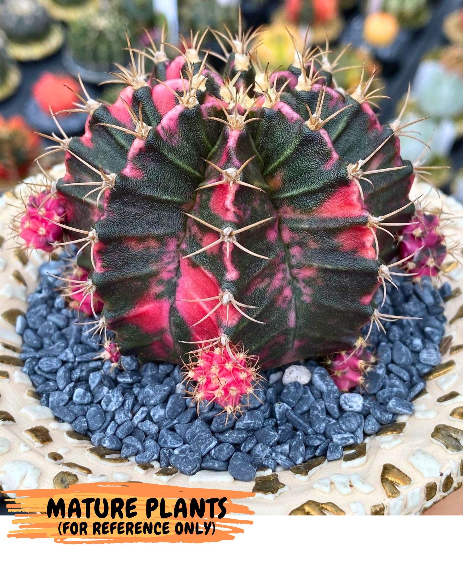 Gymnocalycium Pink Panther (gy19) (04) | Collectable Plant